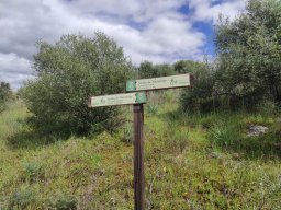 Flora del Cerro Masatrigo